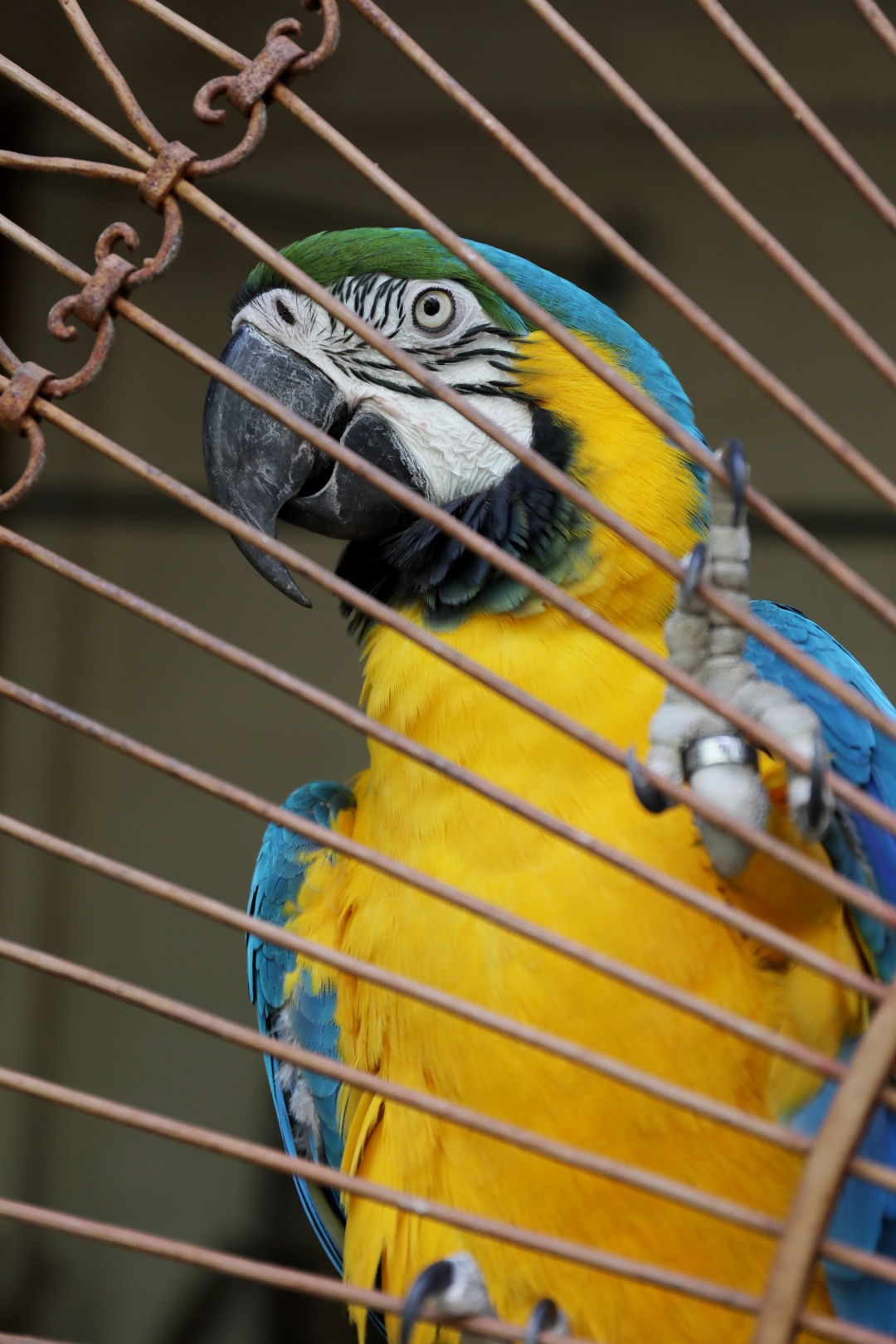 OISEAU BLEU & JAUNE